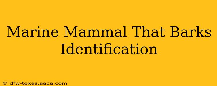 Marine Mammal That Barks Identification